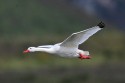 Coscoroba Swan (Coscoroba coscoroba)