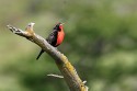 Longtailed Meadowlark (Sturnella loyca)