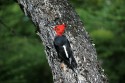 Magellanic Woodpecker (Campephilus magellanicus) Männchen