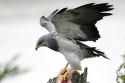 Black-chested Buzzard Eagle/Aguila (Geranoaetus melanoleucus)