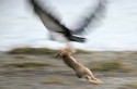 Black-chested Buzzard Eagle/Aguila (Geranoaetus melanoleucus)