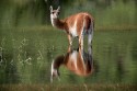 Guanaco (Lama guanicoe)