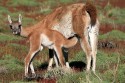 Guanaco (Lama guanico) Neugeborenes trinkend