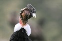 Andean Condor (Vultur gryphus) male