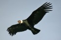 Andean Condor (Vultur gryphus) male in flight