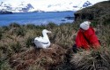 img5554800SubantarcticIslandsSouthGeorgiaEbiundbrtenderWanderalbatrosDiomedeaexulans