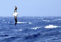 img5574800SubantarktisWanderAlbatrosWanderingAlbatrossDiomedeaexukansberdemarktischenOzean