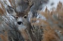  016 N4A2618NNMuleDeerMaultierhirschOdocoileushemionusWeibchen