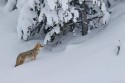  047 60A9019NNCoyoteCanislatransindeepsnow