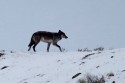  057 60A9827NNWolfCanislupus